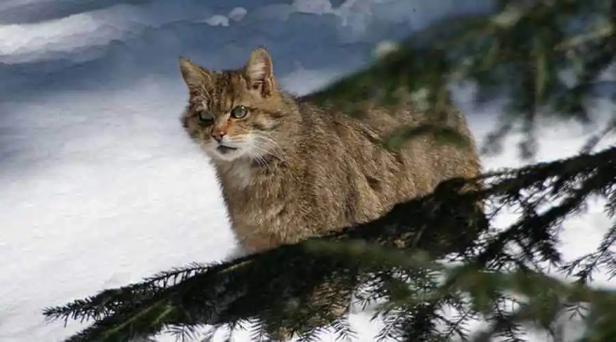 European wildcat (Felis silvestris)
