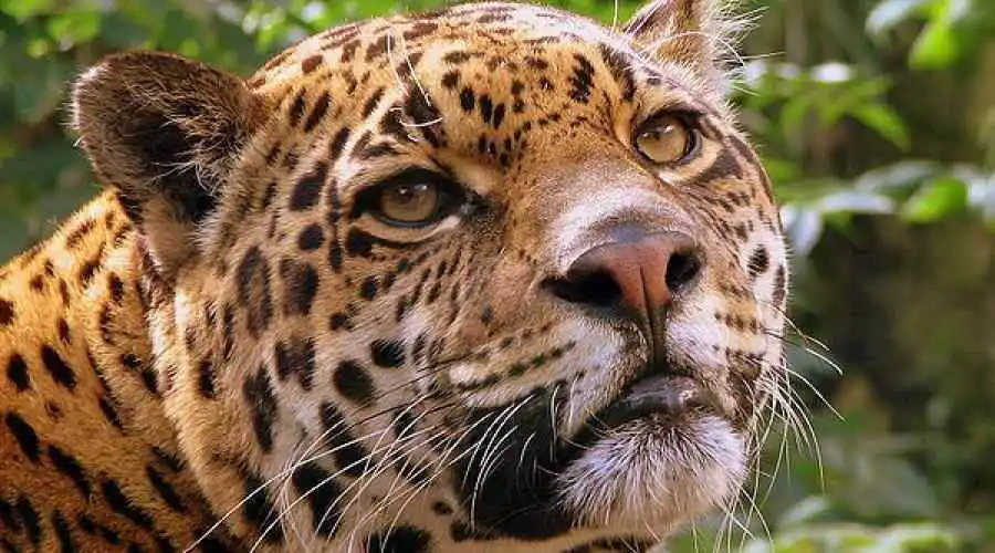 Jaguar (Panthera onca)