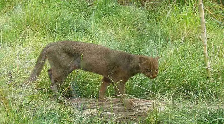 Jaguarundi (Herpailurus yagouaroundi)
