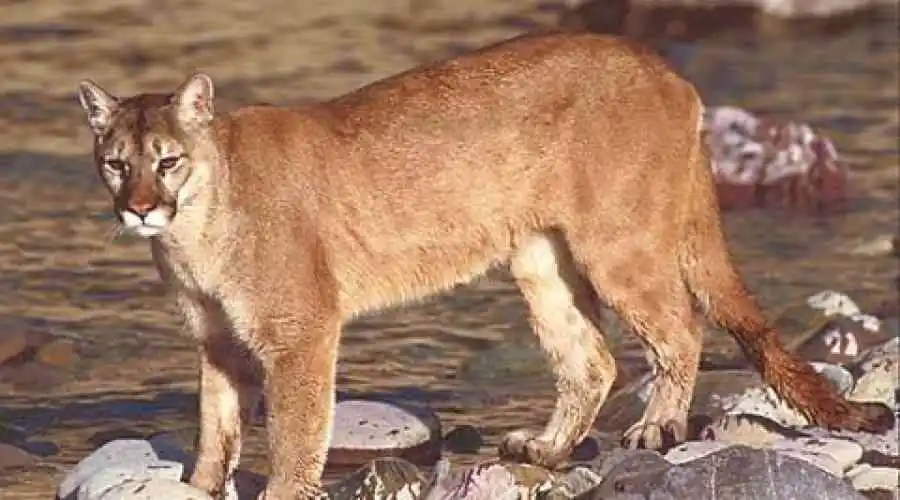 Mountain lion - Puma - Cougar (Puma concolor)