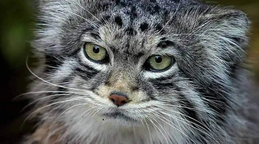 Pallas' cat - Manul (Otocolobus manul)